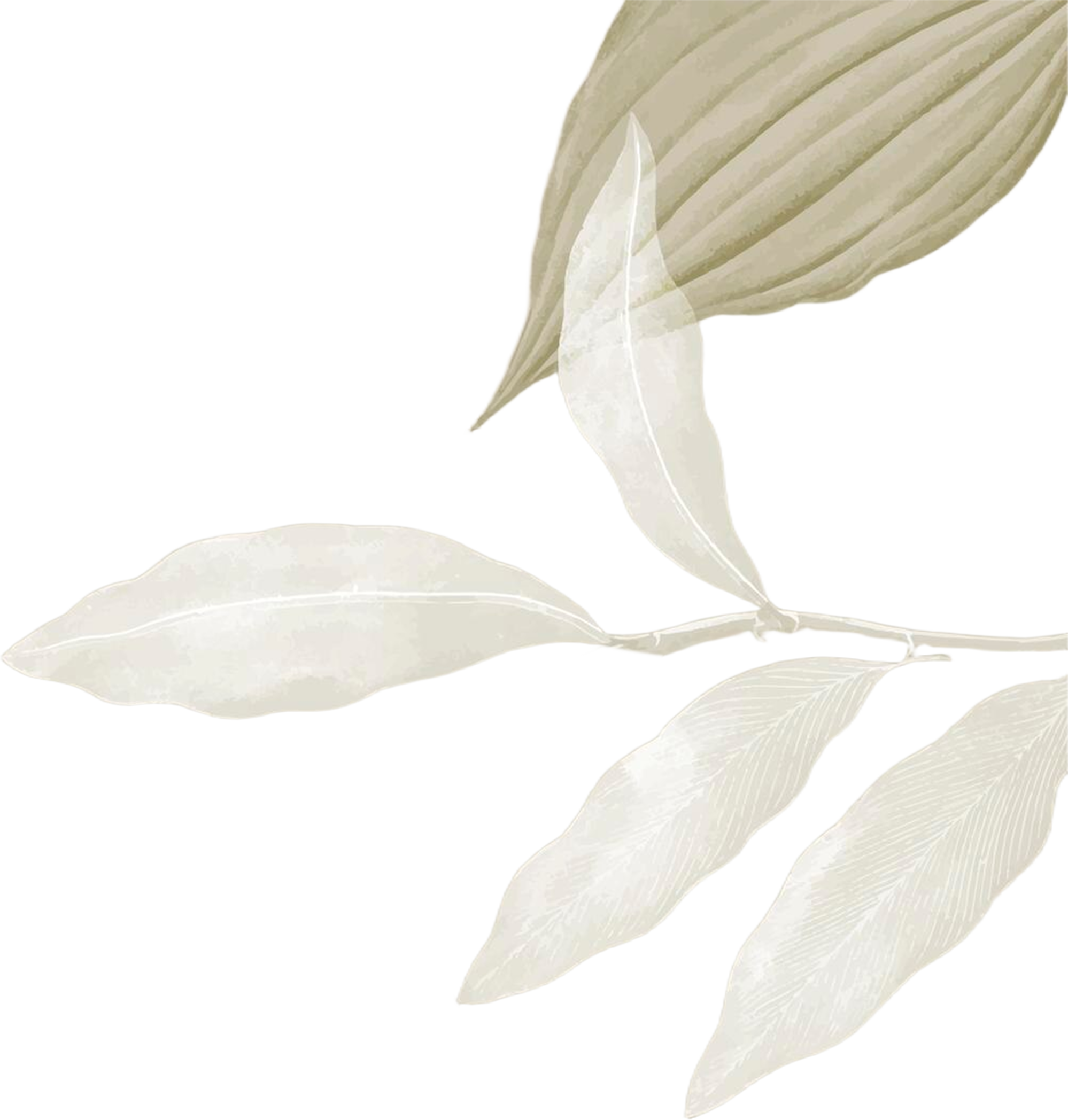 leaf